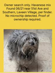 Found/Stray Unknown Dog last seen 51st Ave and Southern, Phoenix, AZ 85339