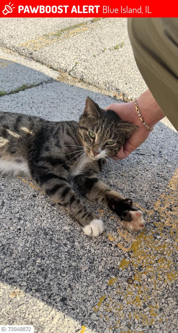 Lost Unknown Cat last seen Blue Island Fire Department, Blue Island, IL 60406