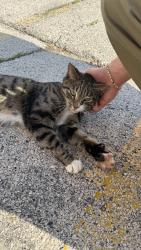 Lost Unknown Cat last seen Blue Island Fire Department, Blue Island, IL 60406