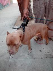 Found/Stray Male Dog last seen Pico & Grand, Los Angeles, CA 90015