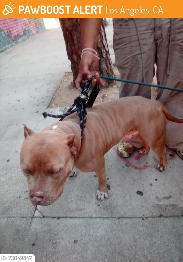 Found/Stray Male Dog last seen Pico & Grand, Los Angeles, CA 90015