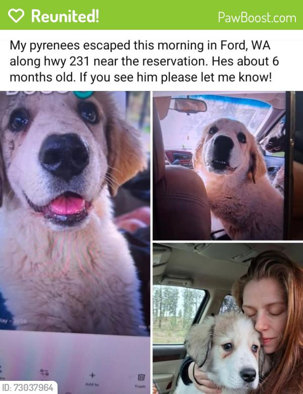 Reunited Male Dog last seen Happy Meadows , Ford, WA 99013
