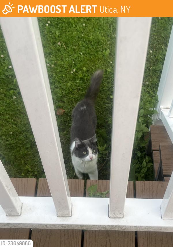 Found/Stray Unknown Cat last seen Louis st, Utica, NY 13502