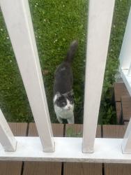 Found/Stray Unknown Cat last seen Louis st, Utica, NY 13502