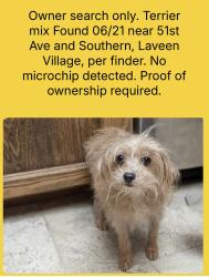 Found/Stray Unknown Dog last seen 51st Ave and Southern, Phoenix, AZ 85339