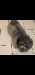 Lost Female Dog last seen Near isleta blvd sw, Albuquerque, NM 87105