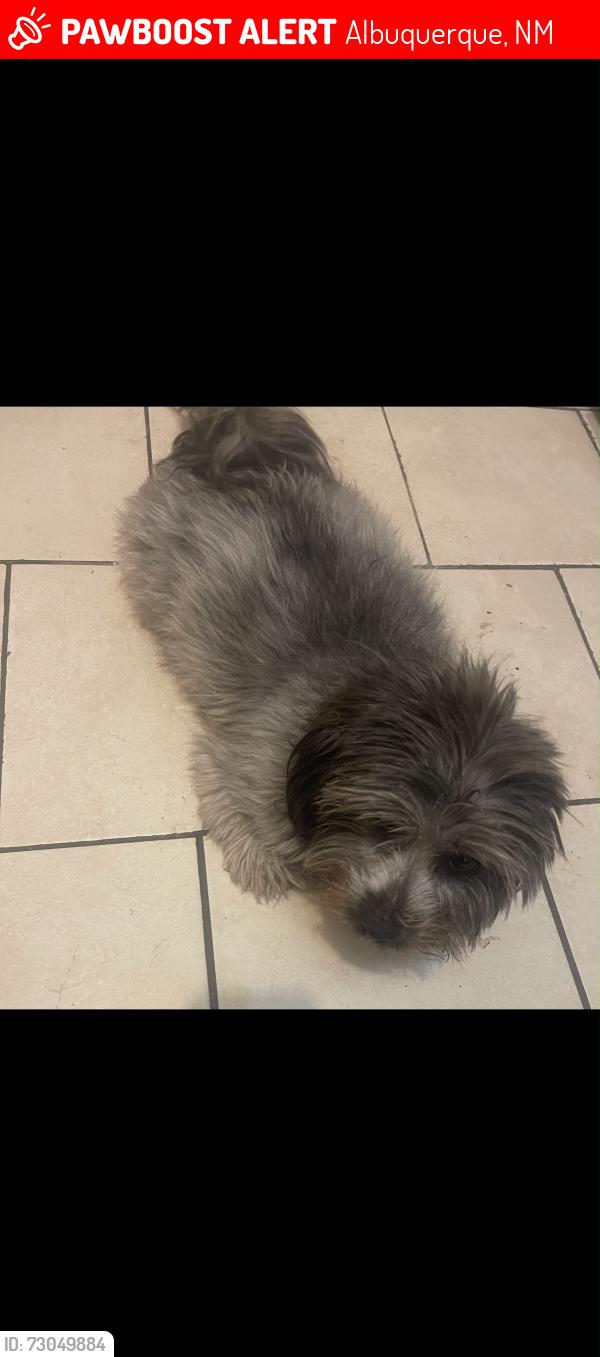 Lost Female Dog last seen Near isleta blvd sw, Albuquerque, NM 87105