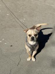 Reunited Male Dog last seen Hemlock and peck rd, El Monte, CA 91732