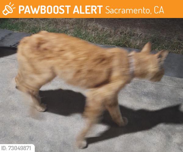 Found/Stray Male Cat last seen South Ave and Ivy, Sacramento, CA 95838