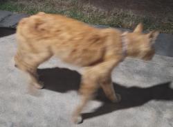 Found/Stray Male Cat last seen South Ave and Ivy, Sacramento, CA 95838