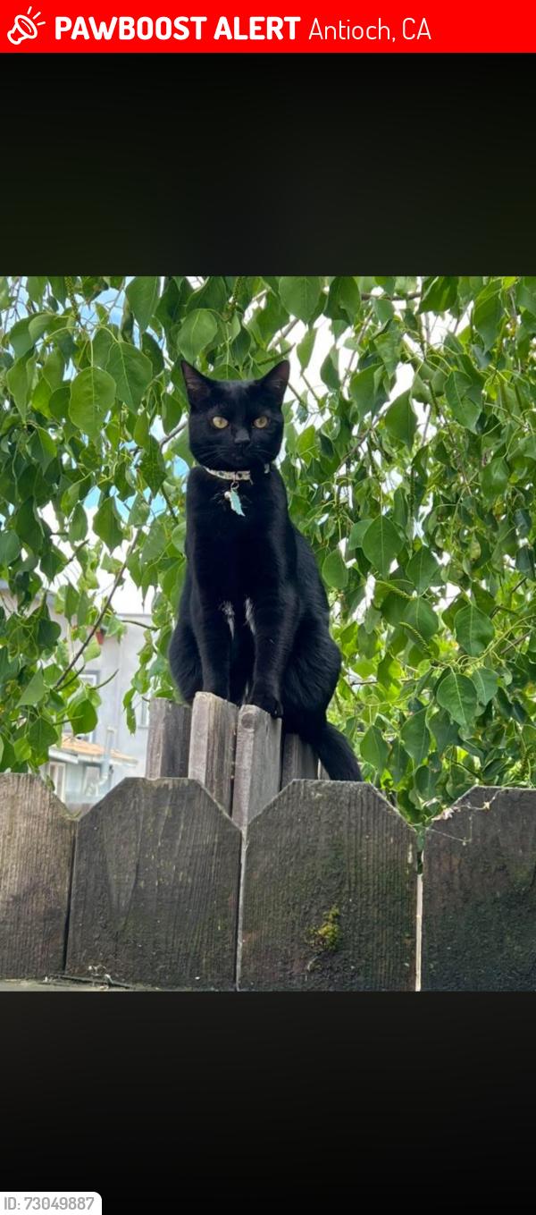 Lost Female Cat last seen 3rd street and L street , Antioch, CA 94509