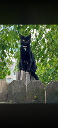 Lost Female Cat last seen 3rd street and L street , Antioch, CA 94509
