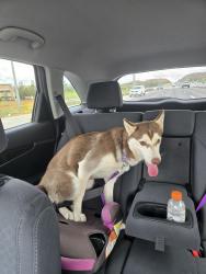 Reunited Female Dog last seen McCall & Via Entrada , Menifee, CA 92585