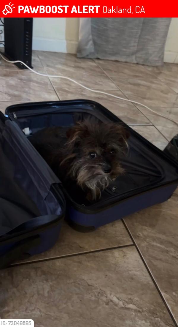 Lost Male Dog last seen Near 55th st, Oakland, CA 94609