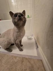 Found/Stray Male Cat last seen Durango and Arby, Las Vegas, NV 89148