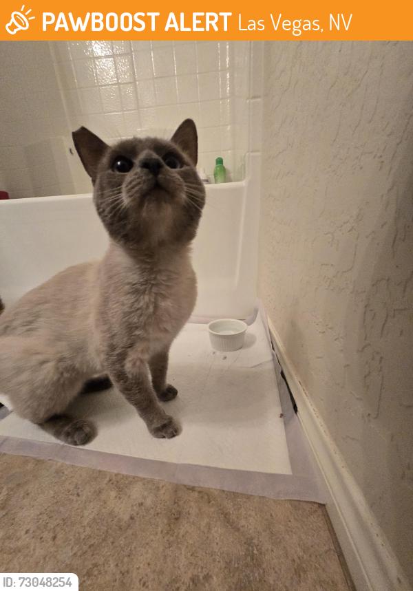 Found/Stray Male Cat last seen Durango and Arby, Las Vegas, NV 89148