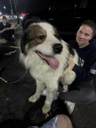 Found/Stray Male Dog last seen Art of Bodega in Sunnyland, Washington, IL 61571