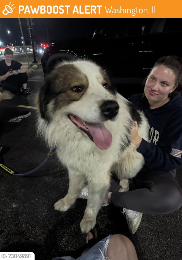 Found/Stray Male Dog last seen Art of Bodega in Sunnyland, Washington, IL 61571