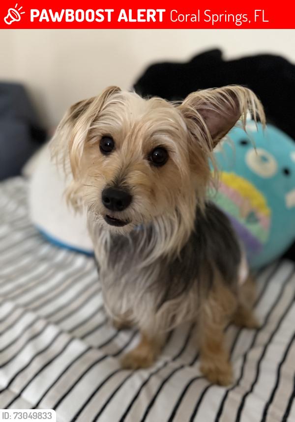 Lost Male Dog last seen Royal Palm Blvd, Coral Springs, FL 33065