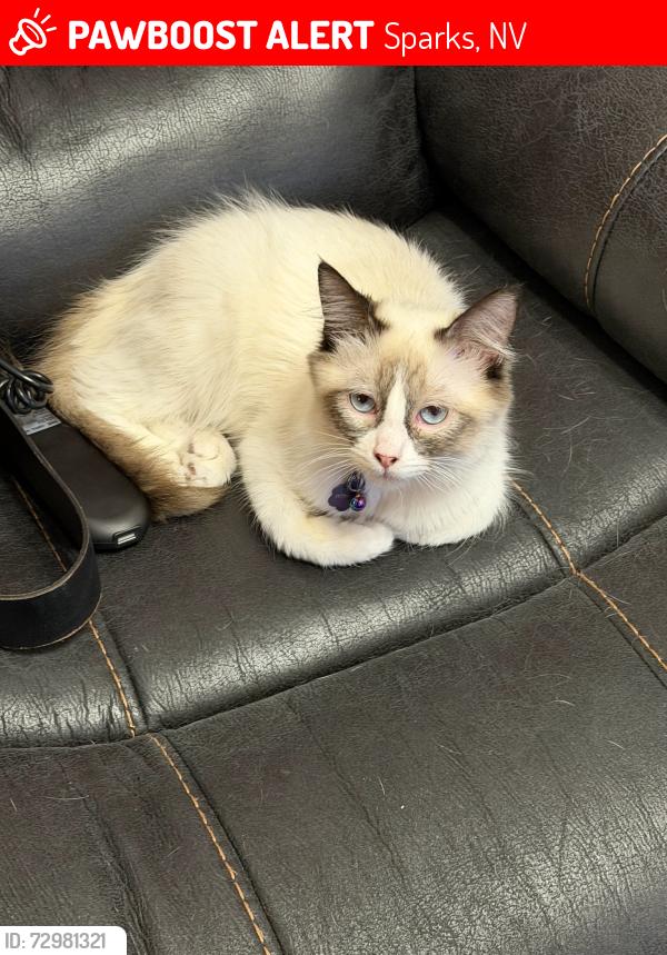 Lost Female Cat last seen Spandrell, Sparks, NV 89436