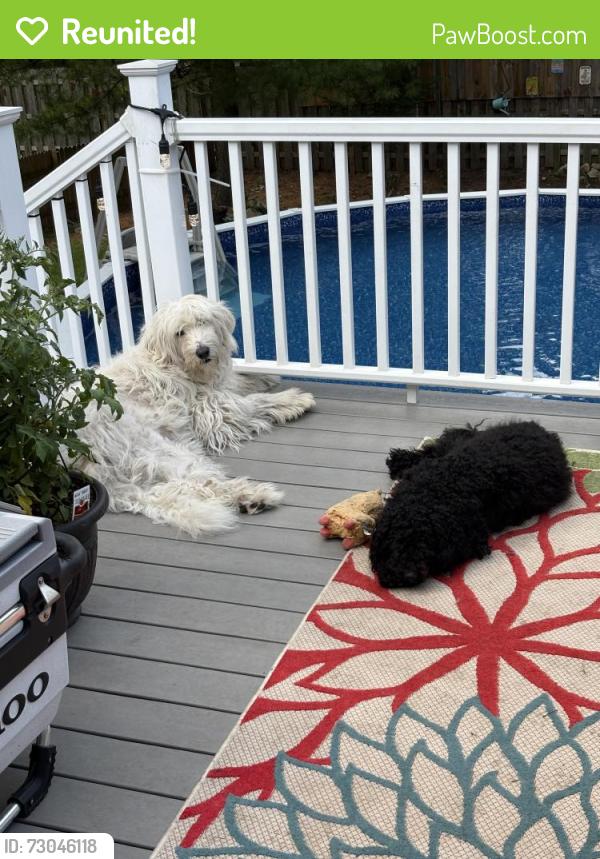 Reunited Female Dog last seen Near and montgomery road, Aurora, IL 60504
