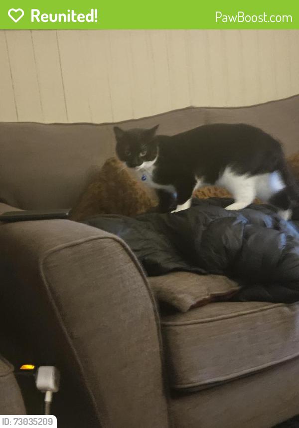 Reunited Male Cat last seen Palmers cross school, West Midlands, England WV6 9DW