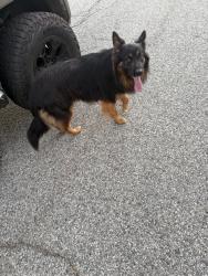 Found/Stray Male Dog last seen Via san clemente, Montebello, CA 90640