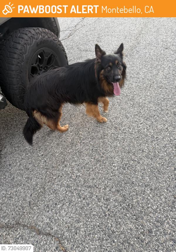 Found/Stray Male Dog last seen Via san clemente, Montebello, CA 90640