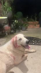Found/Stray Unknown Dog last seen Near Quail Run Rd and Westminster, Oklahoma City, OK 73150