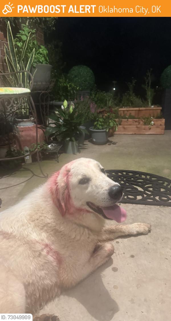 Found/Stray Unknown Dog last seen Near Quail Run Rd and Westminster, Oklahoma City, OK 73150