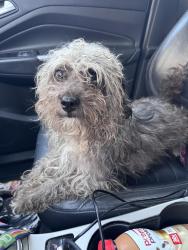 Found/Stray Male Dog last seen Old Potters Dr and Sugar Creek, Charlotte, NC 28269