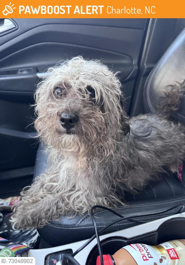 Found/Stray Male Dog last seen Old Potters Dr and Sugar Creek, Charlotte, NC 28269