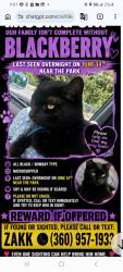 Lost Male Cat last seen Travelodge hotel. Winco, Everett, WA 98208