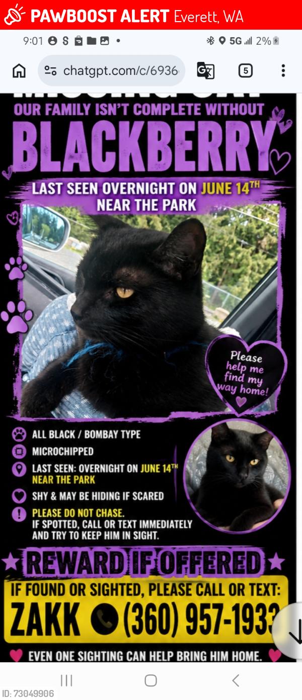 Lost Male Cat last seen Travelodge hotel. Winco, Everett, WA 98208