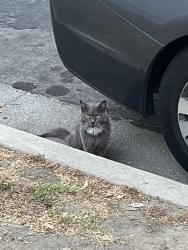 Found/Stray Unknown Cat last seen Near amigo ave, Los Angeles, CA 91324