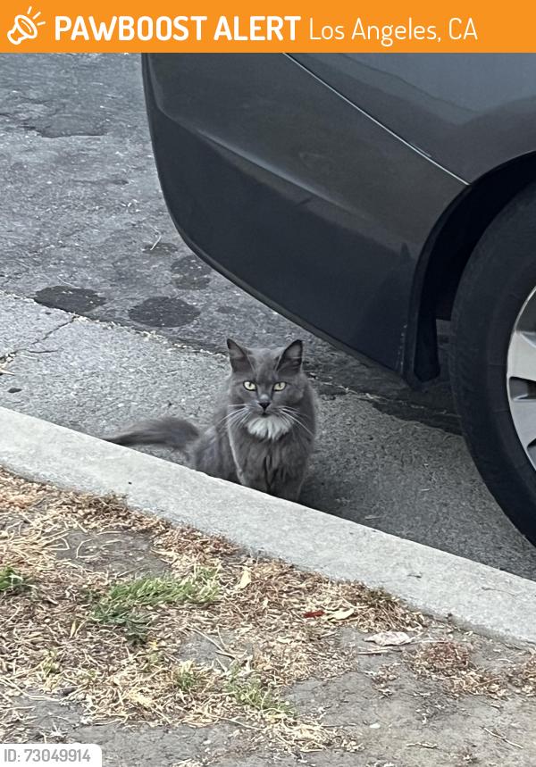 Found/Stray Unknown Cat last seen Near amigo ave, Los Angeles, CA 91324