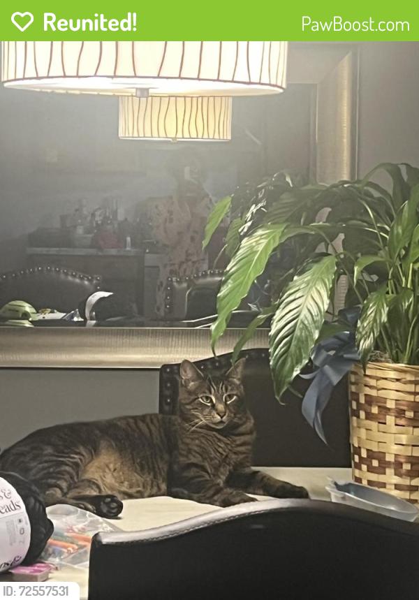 Reunited Male Cat last seen Helmsdale lake pine, Cary, NC 27511