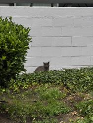 Found/Stray Unknown Cat last seen Near Beaumont blvd, Pacifica, CA 94044