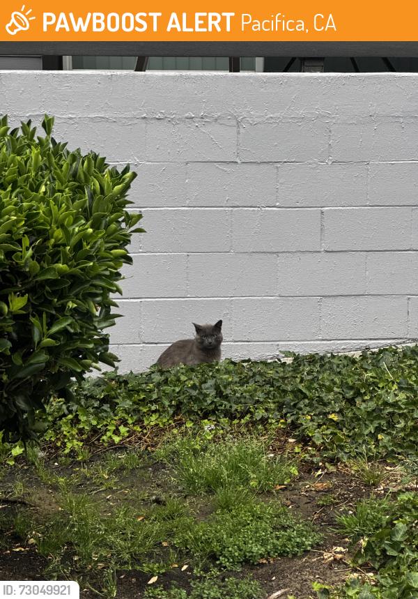 Found/Stray Unknown Cat last seen Near Beaumont blvd, Pacifica, CA 94044