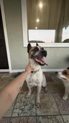 Reunited Female Dog last seen  Maxson elements school, El Monte, CA 91732