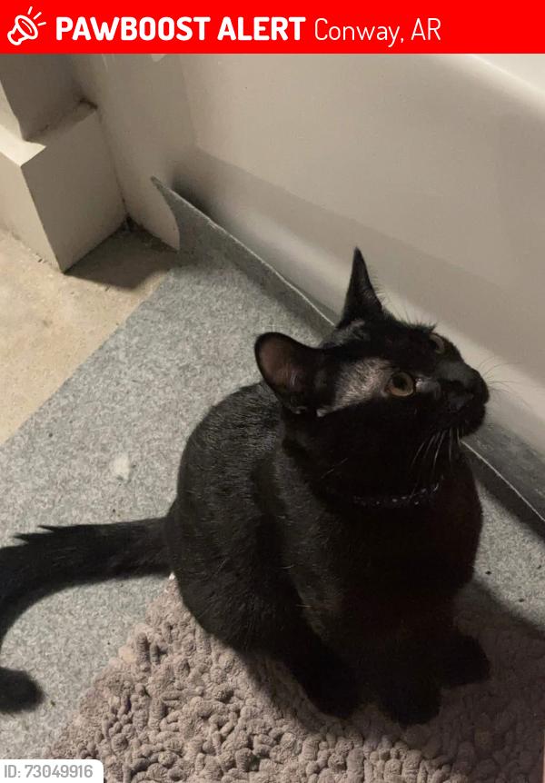 Lost Male Cat last seen Tyler st Conway, Conway, AR 72034