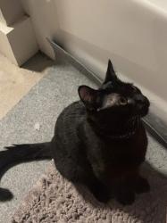 Lost Male Cat last seen Tyler st Conway, Conway, AR 72034