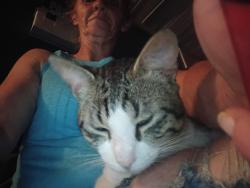 Lost Male Cat last seen Lottie, Oklahoma City, OK 73117