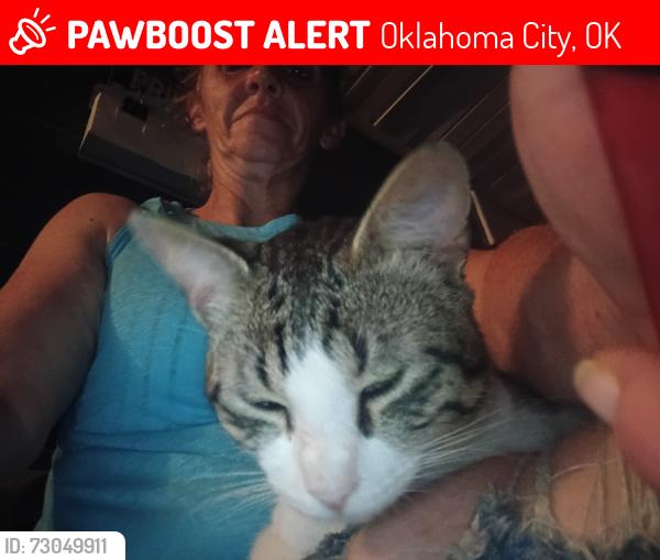 Lost Male Cat last seen Lottie, Oklahoma City, OK 73117
