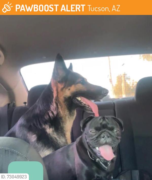Found/Stray Male Dog last seen Near Navajo, between N oracle and N stone, Tucson, AZ 85705