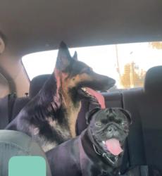 Found/Stray Male Dog last seen Near Navajo, between N oracle and N stone, Tucson, AZ 85705