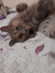 Lost Female Cat last seen Bunnings, Pialba, QLD 4655
