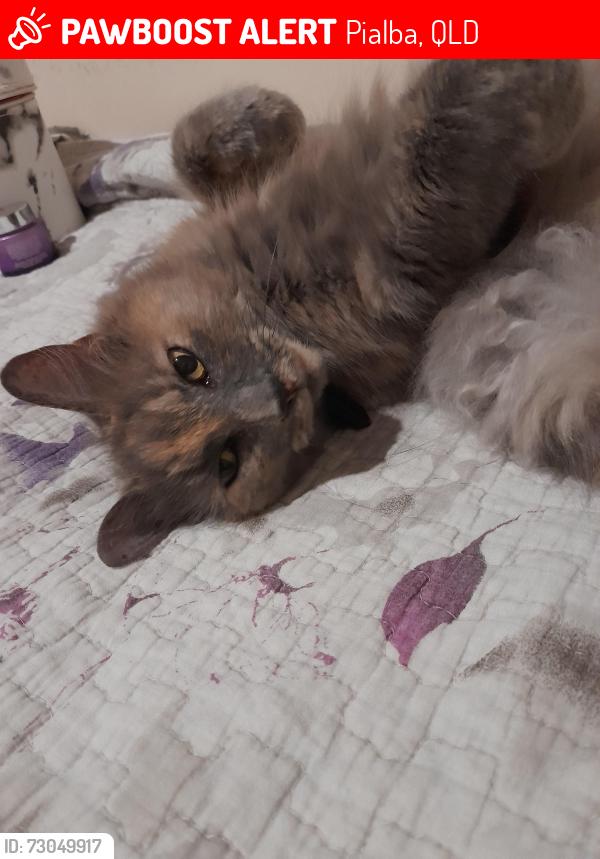 Lost Female Cat last seen Bunnings, Pialba, QLD 4655