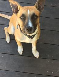 Reunited Male Dog last seen Marion street, Hayward, CA 94541