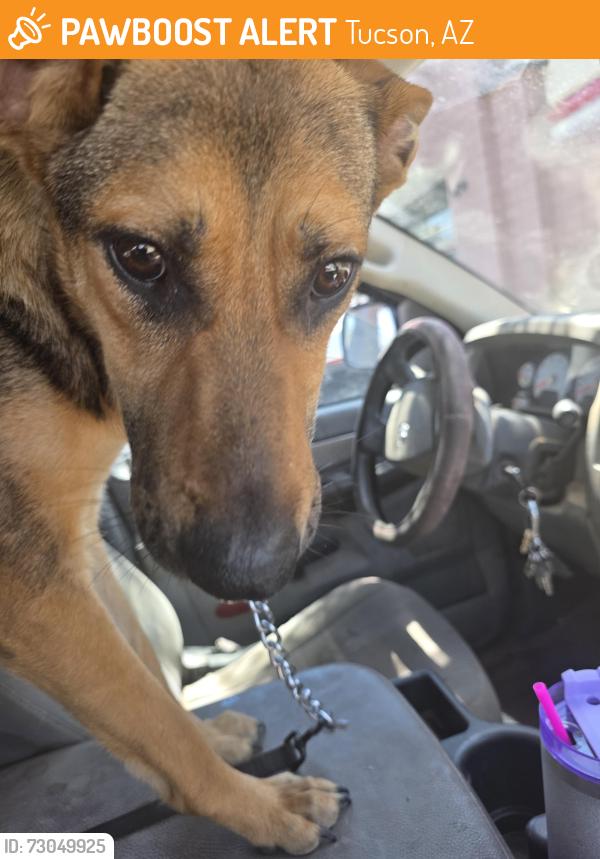 Found/Stray Female Dog last seen Cal Ranch, Tucson, AZ 85710